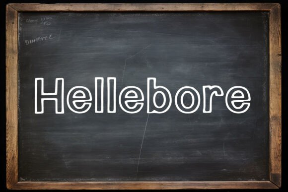 Evaluating Hellebore Font for Creative Projects